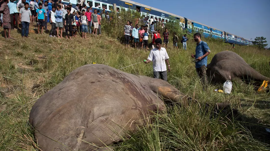Wildlebende Elefanten werden in Indien immer wieder Opfer von Zugunglücken. Intelligente Systeme sollen helfen, das zu verhindern. - Bild: picture alliance / Anupam Nath/AP/dpa