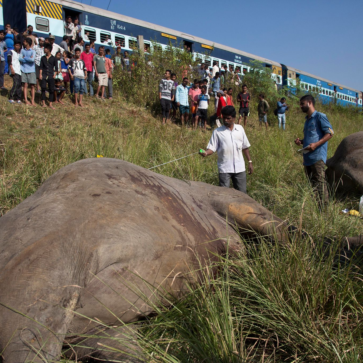 Wildlebende Elefanten werden in Indien immer wieder Opfer von Zugunglücken. Intelligente Systeme sollen helfen, das zu verhindern. - Foto: picture alliance / Anupam Nath/AP/dpa