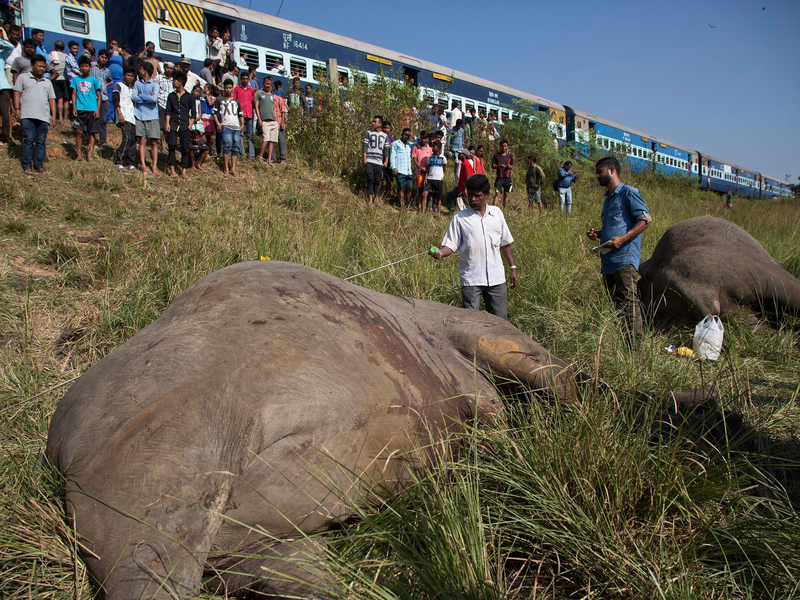 Wildlebende Elefanten werden in Indien immer wieder Opfer von Zugunglücken. Intelligente Systeme sollen helfen, das zu verhindern. - Foto: picture alliance / Anupam Nath/AP/dpa
