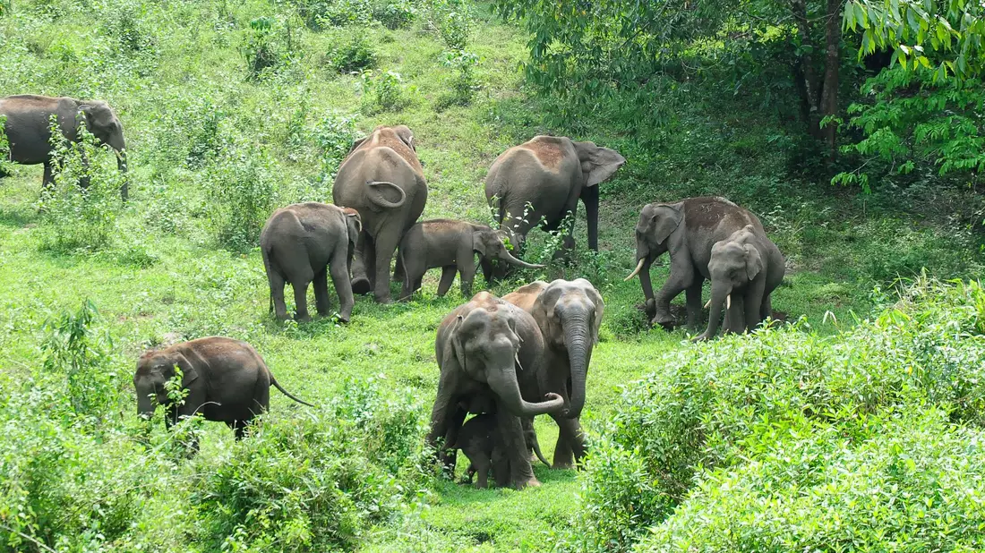 Zehntausende Elefanten leben in Indien. Straßen und Schienen durchschneiden ihre Lebensräume. - Bild: Anup K. Venu/AP/dpa