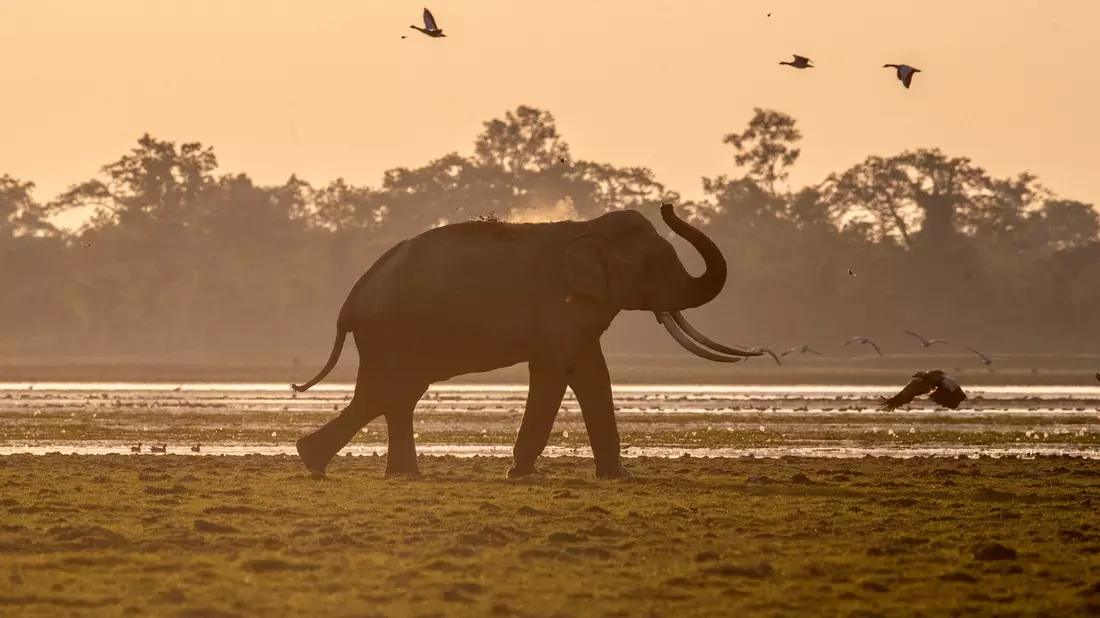 Indien hat mehrere Systeme mit Künstlicher Intelligenz entwickelt, um seine Elefanten besser zu schützen. - Bild: Anupam Nath/AP/dpa