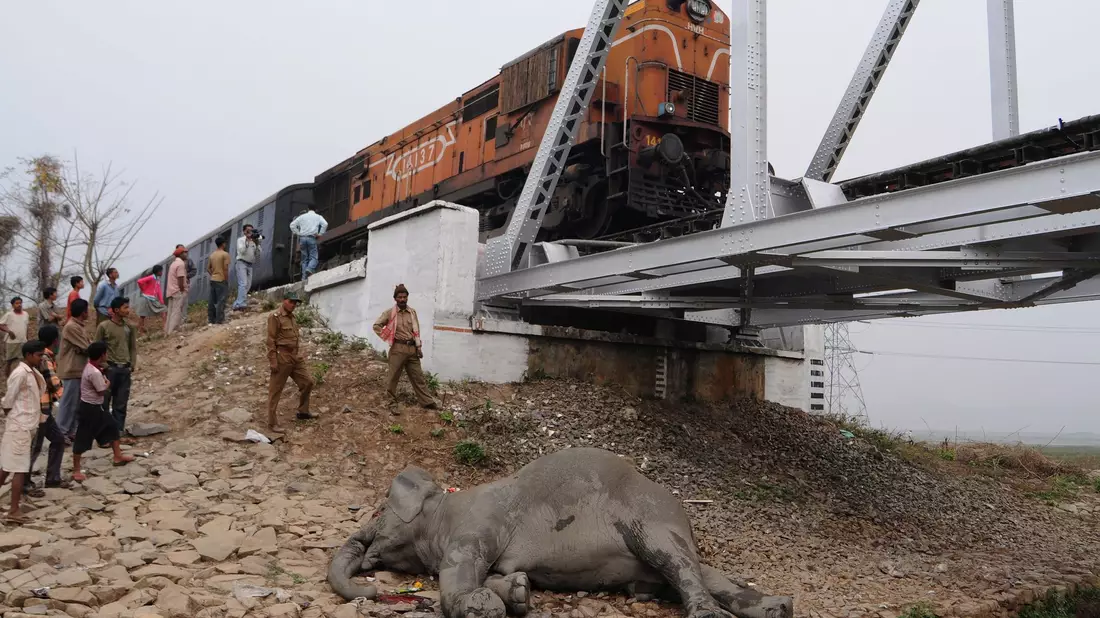 Zugstrecken in Indien sind nicht gesichert. Deswegen kommt es häufig zu Wildunfällen. - Bild: picture alliance / dpa
