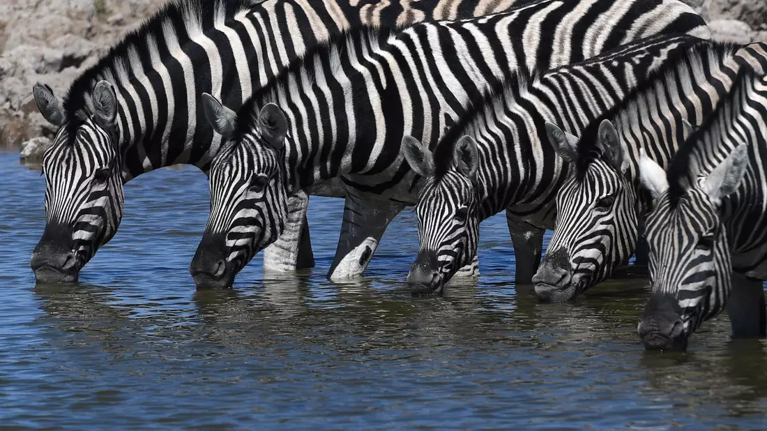 Bei Zebras sind Fellmuster einzigartig und so entschlüsselbar. - Bild: Chen Cheng/XinHua/dpa