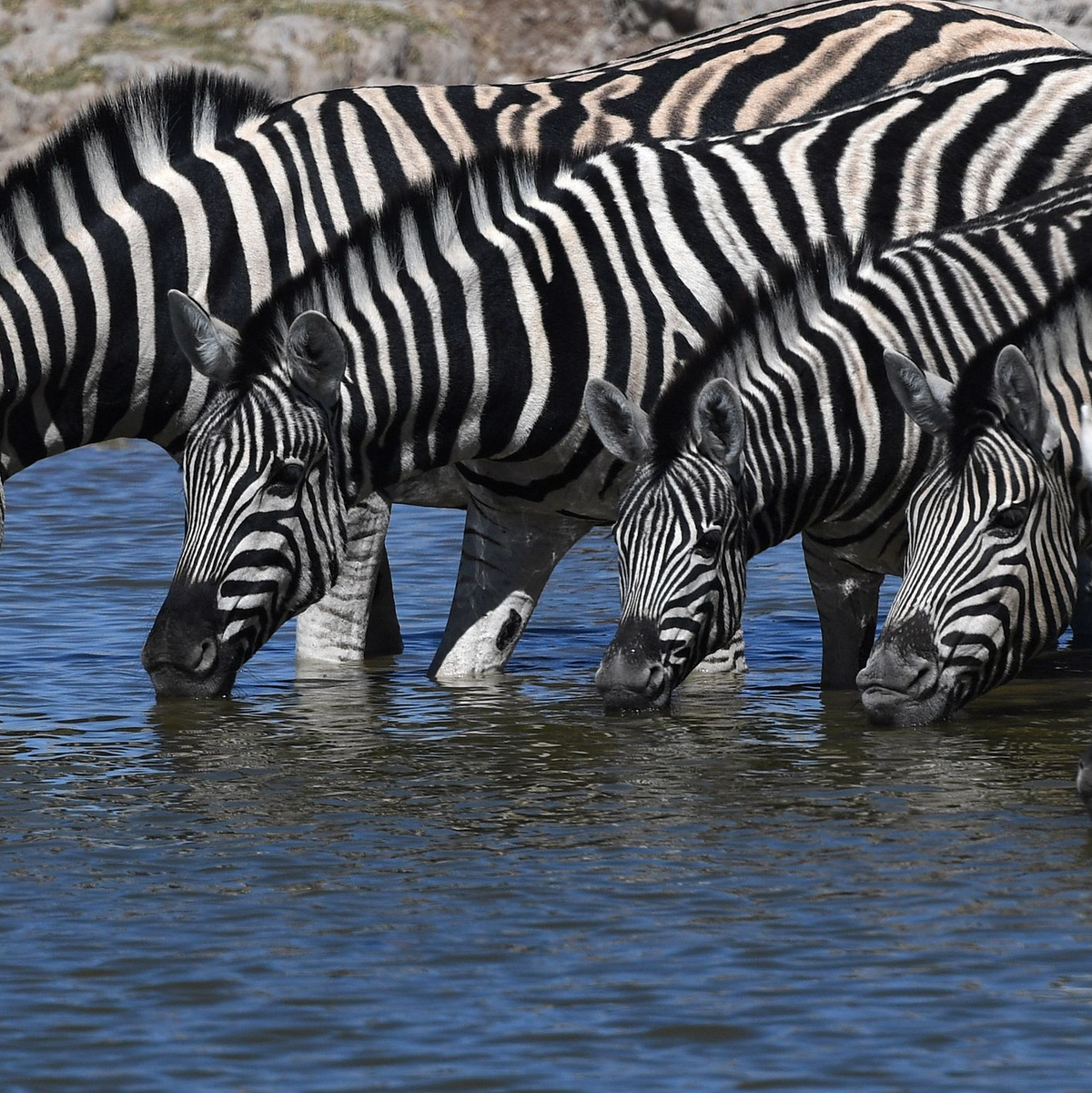 Bei Zebras sind Fellmuster einzigartig und so entschlüsselbar. - Foto: Chen Cheng/XinHua/dpa