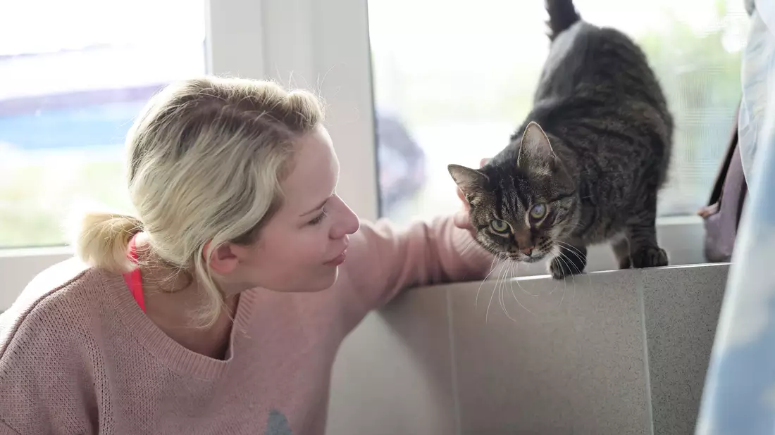 Neben Streicheleinheiten kümmern sich die Ehrenamtlichen zum Teil auch mit um die Pflege der Katzen.  - Bild: Daniel Löb/dpa