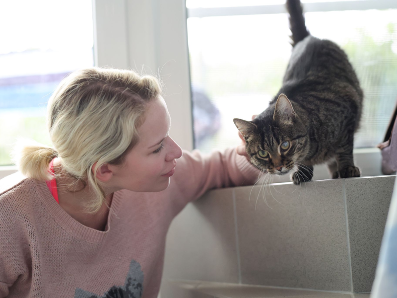 Neben Streicheleinheiten kümmern sich die Ehrenamtlichen zum Teil auch mit um die Pflege der Katzen.  - Foto: Daniel Löb/dpa