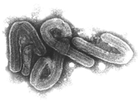  Eine elektronenmikroskopische Aufnahme des Marburg-Virus (Handout).  - Foto: Bernhard-Nocht-Institut/dpa