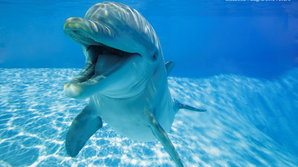 Der sogenannte einen Open-Mouth-Ausdruck wird hauptsächlich während sozialem Spiel mit anderen Delfinen oder - seltener - Menschen gezeigt, fast nie beim Einzelspiel. (Handout) - Foto: -/ZooMarine, Italy/dpa