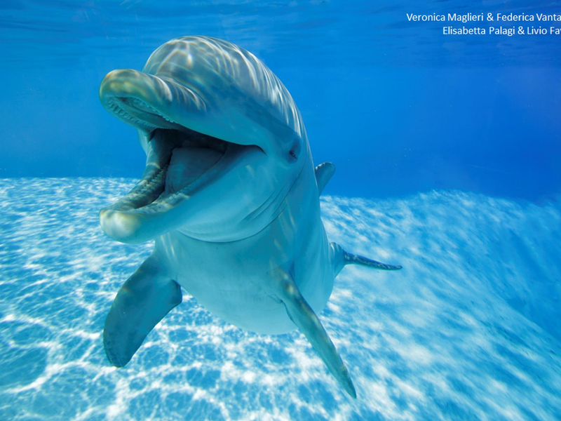 Der sogenannte einen Open-Mouth-Ausdruck wird hauptsächlich während sozialem Spiel mit anderen Delfinen oder - seltener - Menschen gezeigt, fast nie beim Einzelspiel. (Handout) - Foto: -/ZooMarine, Italy/dpa