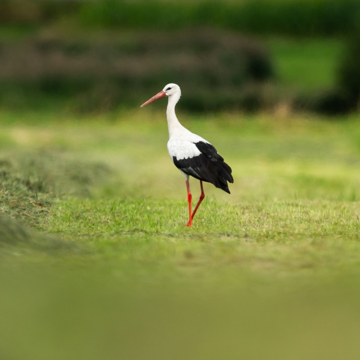 Störche waren in diesem Sommer an vielen Orten in Deutschland zu sehen. Ihre Zahl ist gestiegen. (Archivbild) - Foto: Silas Stein/dpa