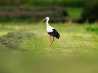 Zur Wochenmitte hat das verregnete Wetter voraussichtlich ein Ende.  - Foto: Silas Stein/dpa