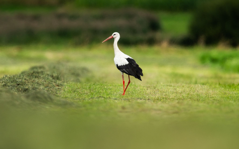 Zur Wochenmitte hat das verregnete Wetter voraussichtlich ein Ende.  - Foto: Silas Stein/dpa