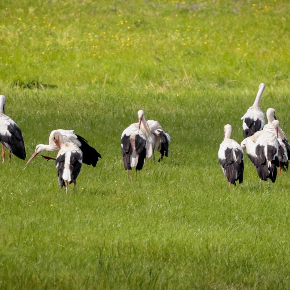 Störche finden vielerorts in Deutschland gute Lebensbedingungen vor. (Archivbild) - Foto: Focke Strangmann/dpa
