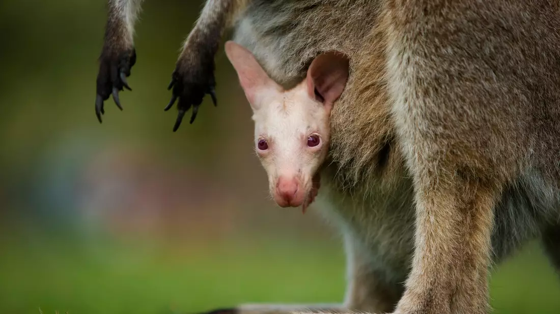 Olaf hätte in der Wildnis kaum Überlebenschancen. - Bild: Symbio Wildlife Park/dpa