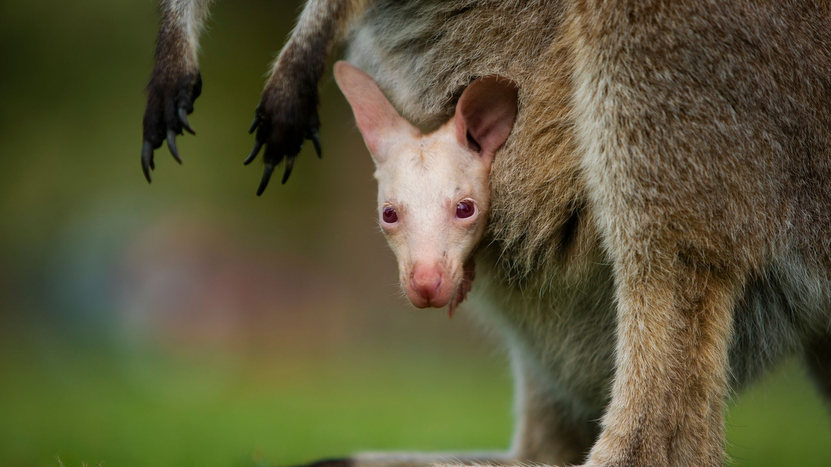 Olaf hätte in der Wildnis kaum Überlebenschancen. - Foto: Symbio Wildlife Park/dpa