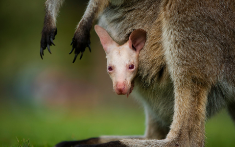 Olaf hätte in der Wildnis kaum Überlebenschancen. - Foto: Symbio Wildlife Park/dpa
