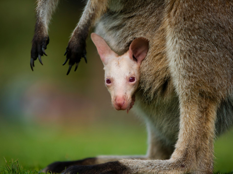 Olaf hätte in der Wildnis kaum Überlebenschancen. - Foto: Symbio Wildlife Park/dpa