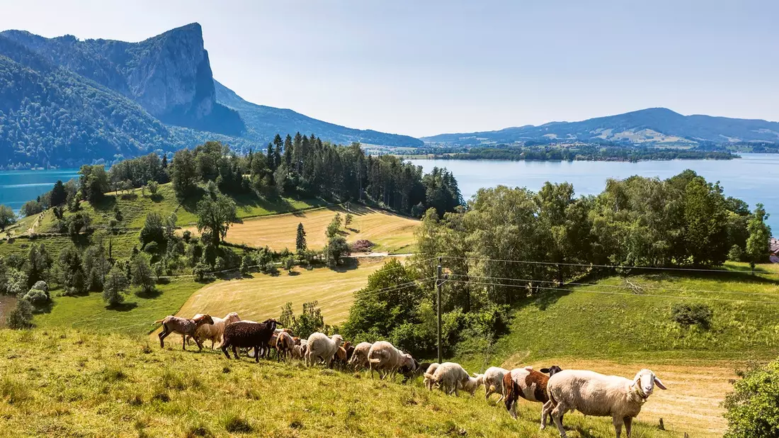 Bio-Erlebnistage im Naturpark Bauernland / Irrsee Mondsee Attersee - Bild: presseportal.de