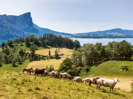 Bio-Erlebnistage im Naturpark Bauernland / Irrsee Mondsee Attersee - Foto: presseportal.de