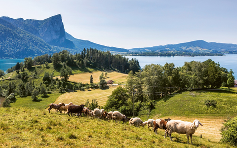 Bio-Erlebnistage im Naturpark Bauernland / Irrsee Mondsee Attersee - Foto: presseportal.de