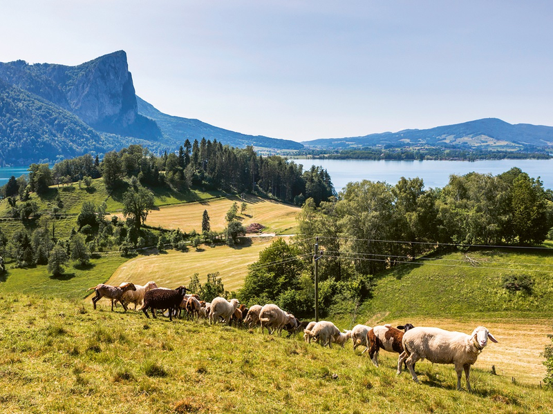 Bio-Erlebnistage im Naturpark Bauernland / Irrsee Mondsee Attersee - Foto: presseportal.de