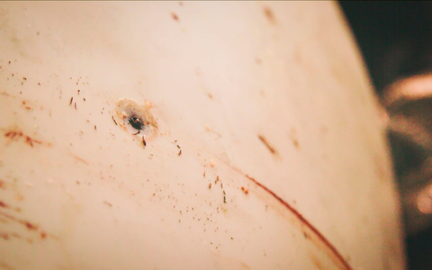 Der Obduktionsbericht fand keine Anzeichen dafür, dass Hvaldimir erschossen wurde. - Foto: Onewhale.Org/NTB/dpa