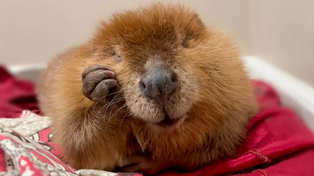 Die Biber-Dame ist nicht gerne draußen. - Bild: Jane Newhouse/Newhouse Wildlife Rescue/AP