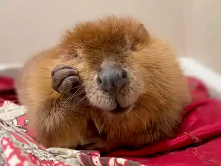 Die Biber-Dame ist nicht gerne draußen. - Foto: Jane Newhouse/Newhouse Wildlife Rescue/AP