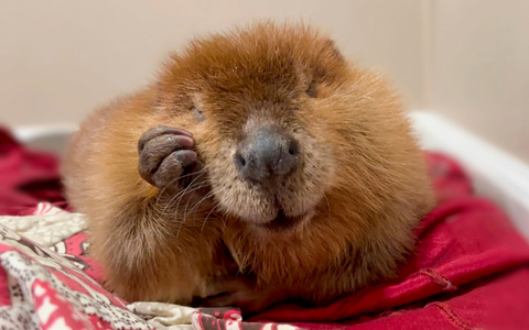 Die Biber-Dame ist nicht gerne draußen. - Foto: Jane Newhouse/Newhouse Wildlife Rescue/AP