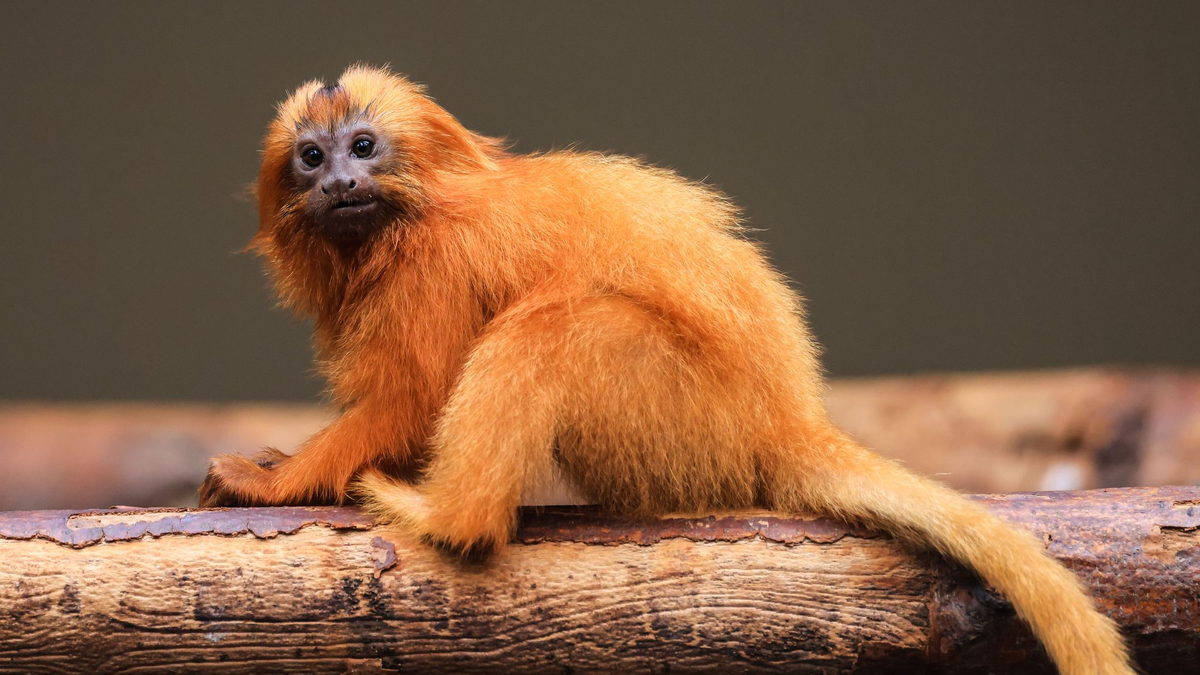 Die kleinen Löwenäffchen kommunizieren über zwitschernde Laute miteinander.  - Foto: Oliver Berg/dpa