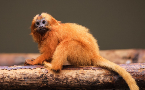 Die kleinen Löwenäffchen kommunizieren über zwitschernde Laute miteinander.  - Foto: Oliver Berg/dpa