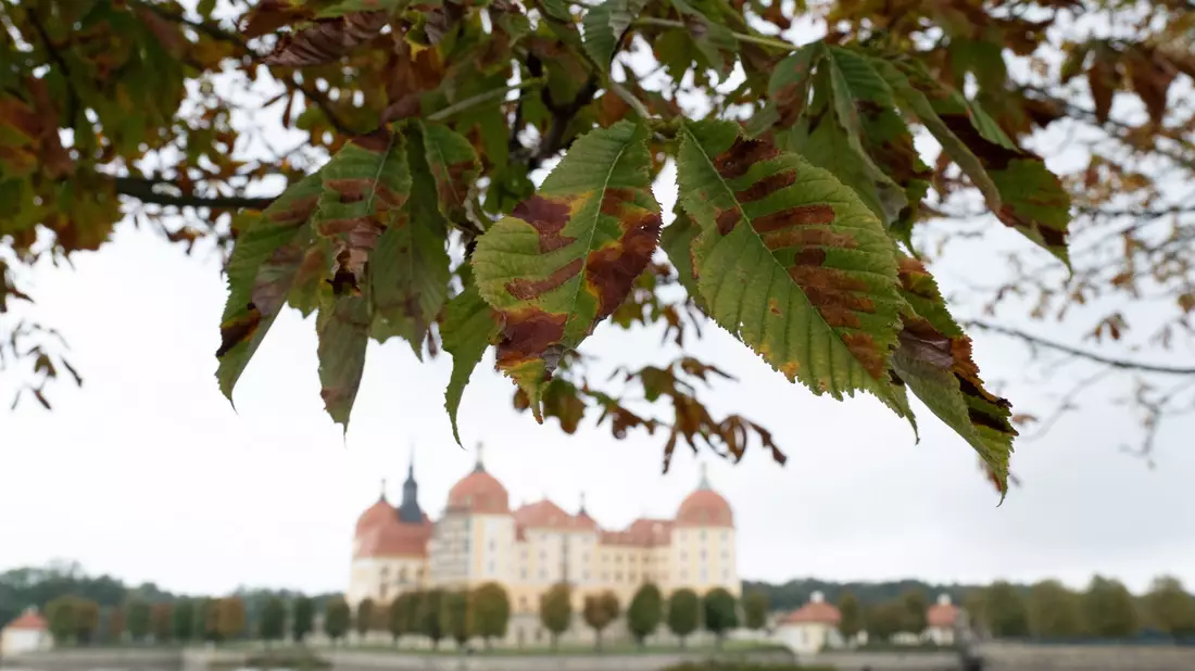 Herbst am Schloss Moritzburg nahe Dresden. - Bild: Sebastian Kahnert/dpa