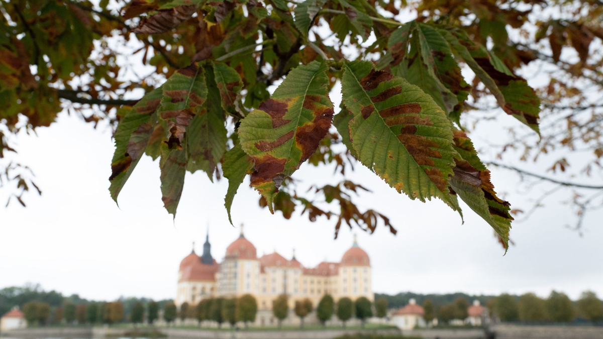 Herbst am Schloss Moritzburg nahe Dresden. - Foto: Sebastian Kahnert/dpa