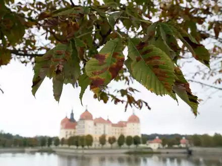 Herbst am Schloss Moritzburg nahe Dresden. - Foto: Sebastian Kahnert/dpa
