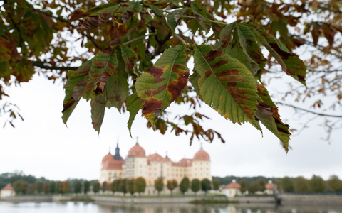 Herbst am Schloss Moritzburg nahe Dresden. - Foto: Sebastian Kahnert/dpa