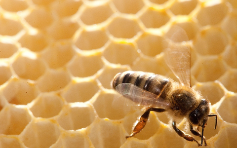 Verbraucherschützer raten zum Kauf von Honig aus deutscher Produktion.  - Foto: Klaus-Dietmar Gabbert/dpa