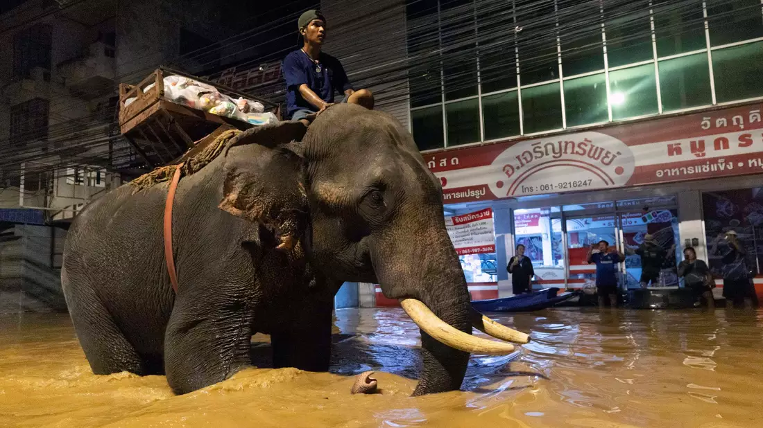 Auf einem Elefanten bringt ein Mönch in Thailand Hilfsgüter (Foto aktuell). - Bild: Wason Wanichakorn/AP/dpa