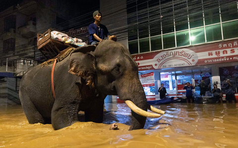 Auf einem Elefanten bringt ein Mönch in Thailand Hilfsgüter (Foto aktuell). - Foto: Wason Wanichakorn/AP/dpa