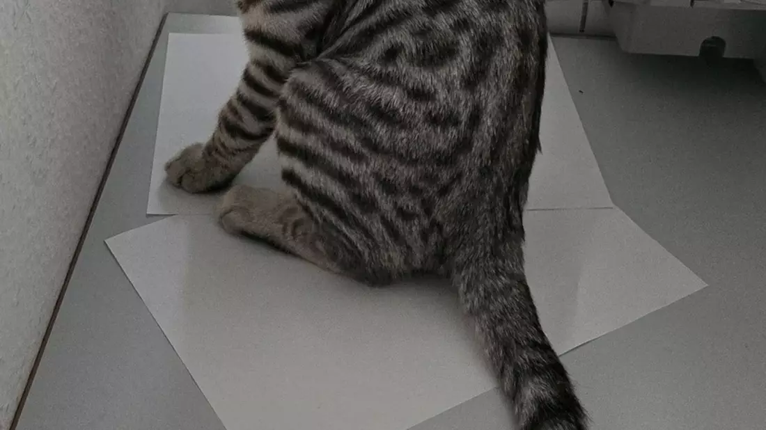 POL-MA: Heidelberg: Fund zweier Babykatzen - Besitzer gesucht - Bild: presseportal.de