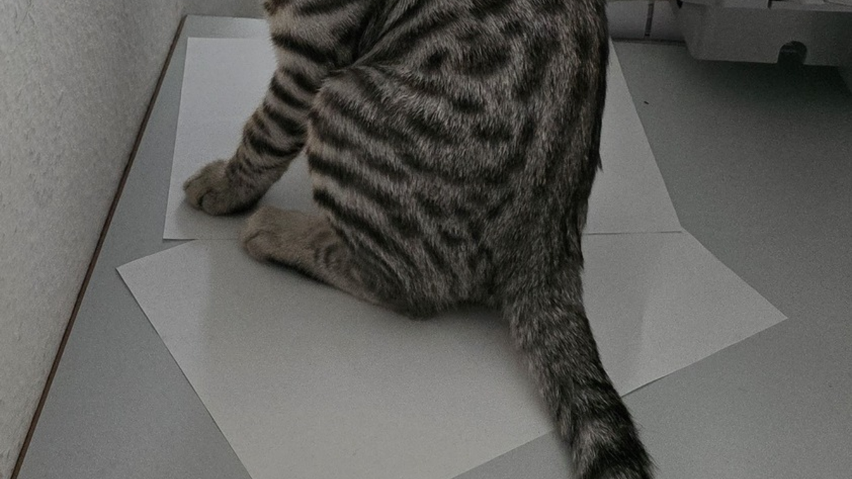 POL-MA: Heidelberg: Fund zweier Babykatzen - Besitzer gesucht - Foto: presseportal.de