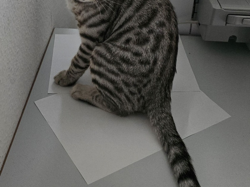 POL-MA: Heidelberg: Fund zweier Babykatzen - Besitzer gesucht - Foto: presseportal.de