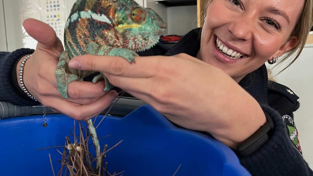 POL-DU: Buchholz: Chamäleon gefunden - Besitzer gesucht - Foto: presseportal.de