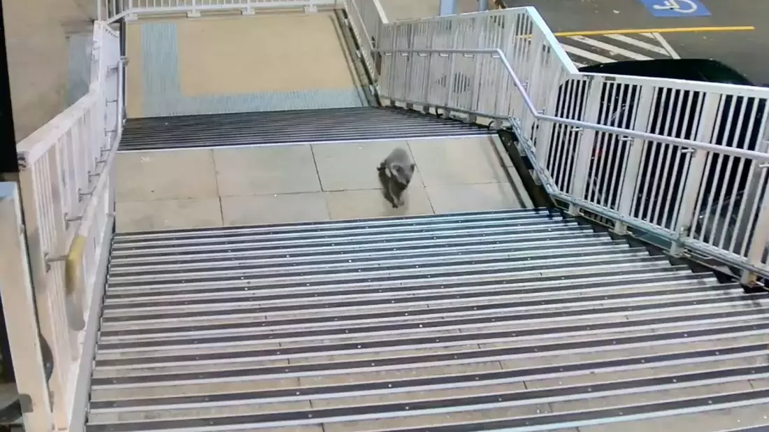 Koalas sind durch die urbane Entwicklung zunehmend bedroht. - Bild: -/Transport for NSW via AAP /dpa