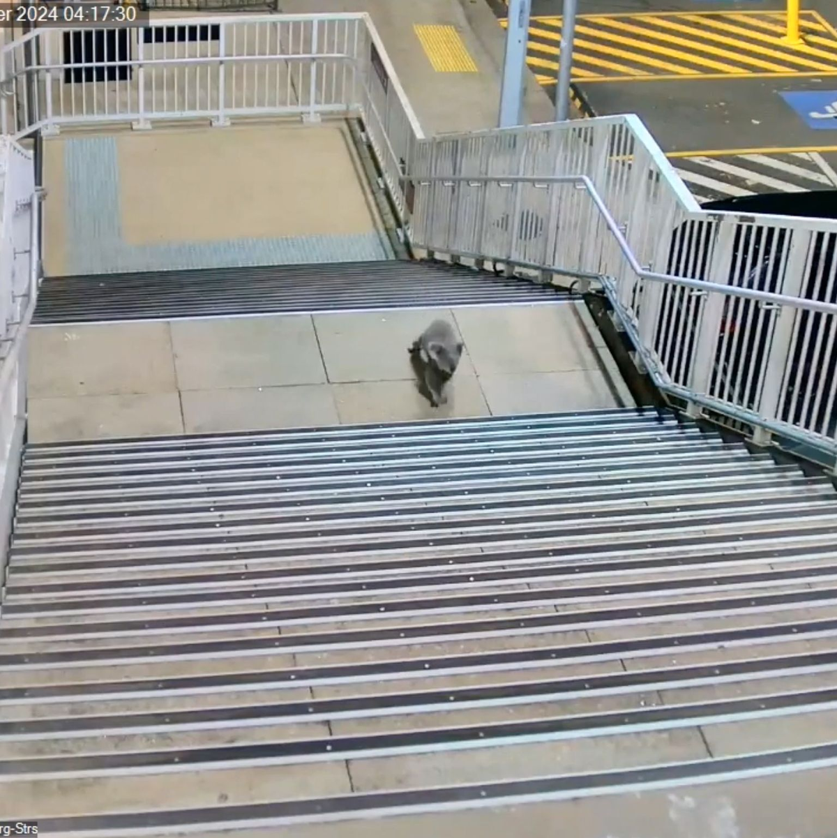 Koalas sind durch die urbane Entwicklung zunehmend bedroht. - Foto: -/Transport for NSW via AAP /dpa