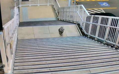 Koalas sind durch die urbane Entwicklung zunehmend bedroht. - Foto: -/Transport for NSW via AAP /dpa