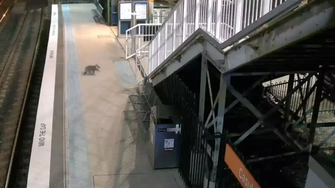 Der Koala hat den Bahnhof ausgiebig erkundet. - Bild: -/Transport for NSW via AAP /dpa