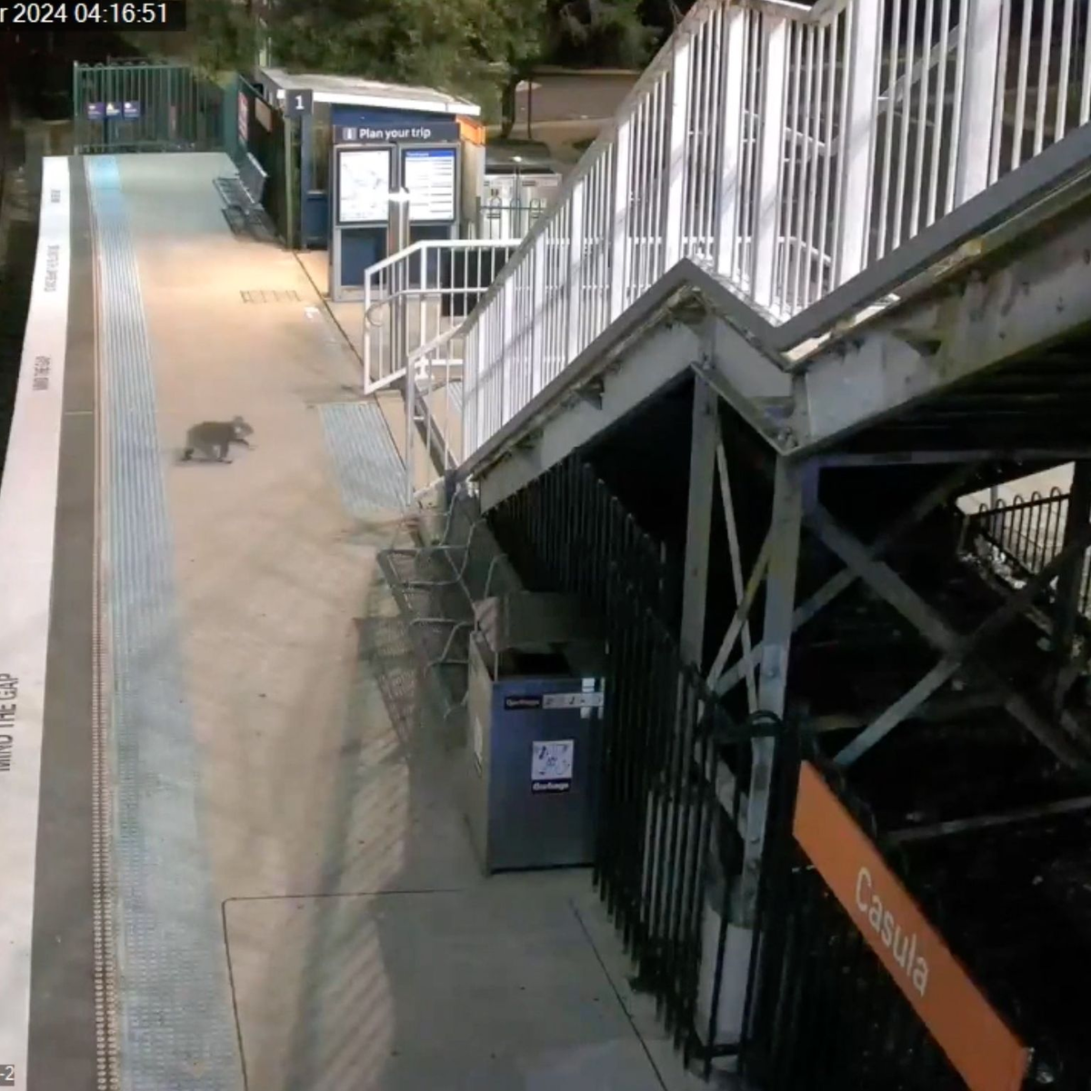 Der Koala hat den Bahnhof ausgiebig erkundet. - Foto: -/Transport for NSW via AAP /dpa