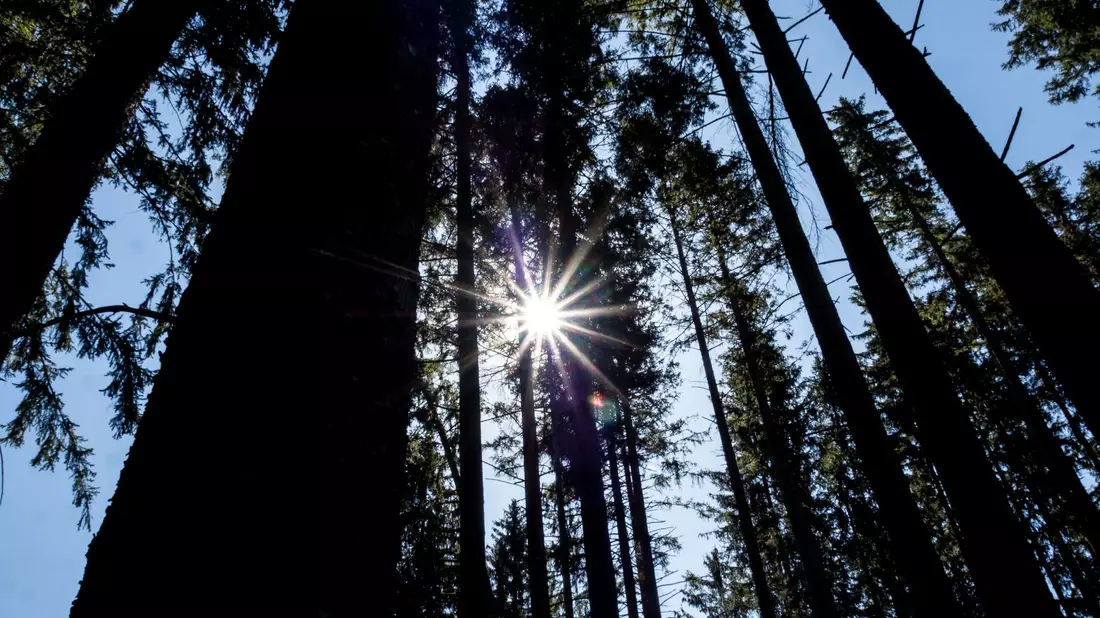 Die Ökosystemleistungen des Waldes gehen über den Klimaschutz hinaus. - Bild: Andreas Drouve/dpa-tmn
