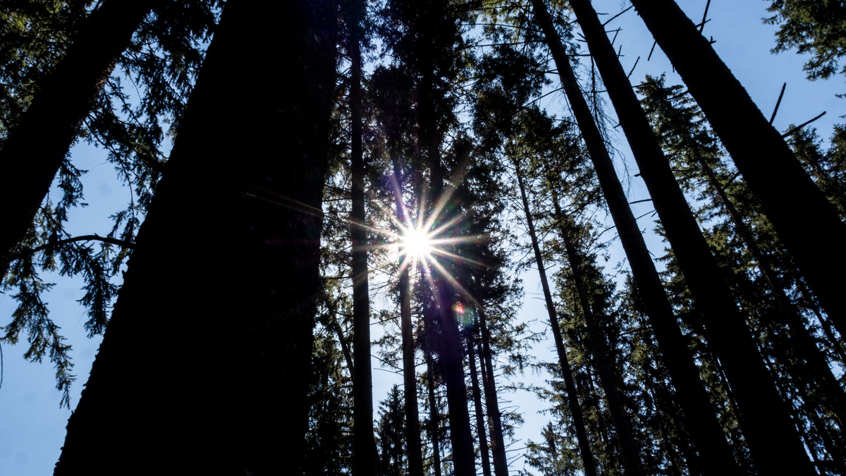 Wald bei blauem Himmel und Sonnenschein - Foto: Andreas Drouve/dpa-tmn
