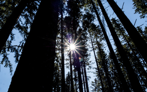 Wald bei blauem Himmel und Sonnenschein - Foto: Andreas Drouve/dpa-tmn
